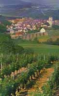 vignes près d'Irancy (Yonne)
