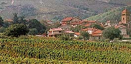paysage viticole du Beaujolais