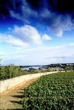 vignes en Anjou