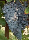 le Merlot