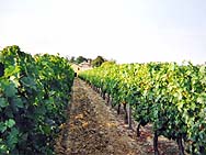 vignes du Domaine de la Capelle