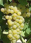 le Chardonnay