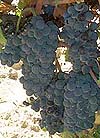 le Pinot noir
