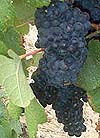 le Tannat