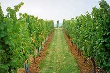 enherbement des vignes