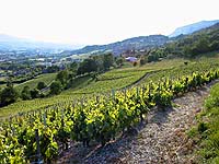 terroir viticole de l'appellation Vin de Savoie-Ayze