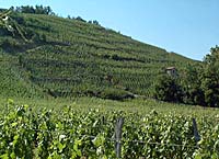terroir de l'appellation Cornas en région Rhône-Alpes et dans le département de l'Ardèche