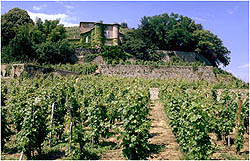 le terroir de l'appellation Château Grillet en Rhône-Alpes dans le département de la Loire