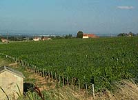 terroir de l'appellation Côte Roannaise